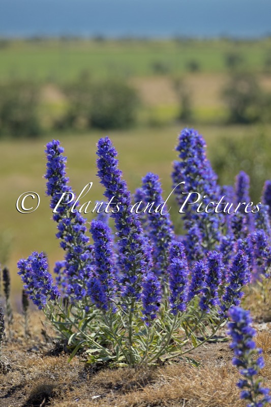 Echium vulgare