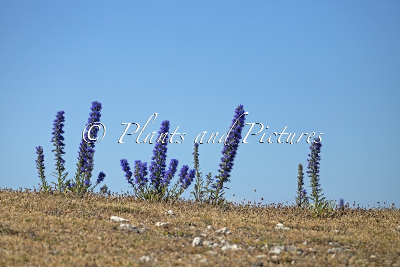 Echium vulgare