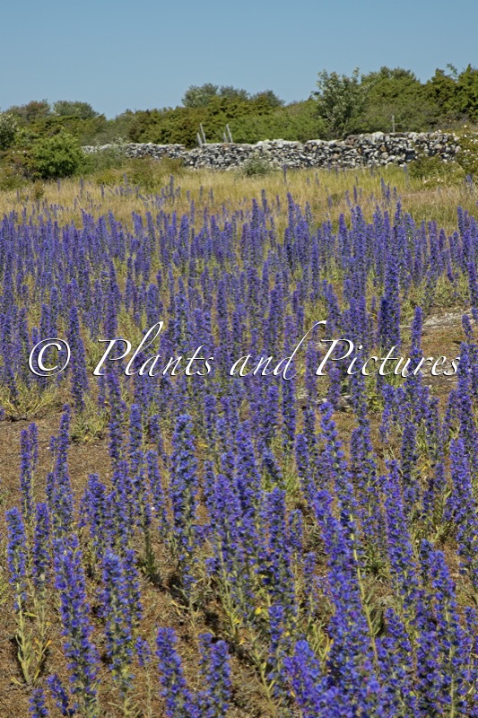 Echium vulgare