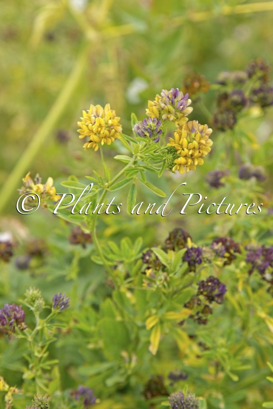 Medicago varia