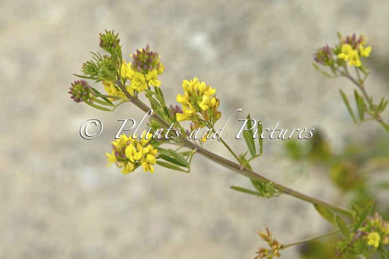 Medicago varia