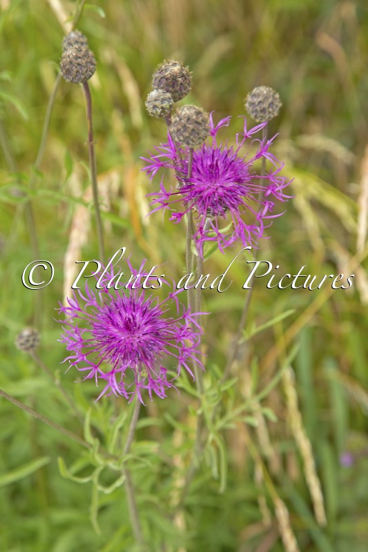 Centaurea scabiosa