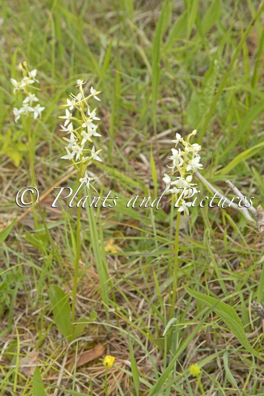 Platanthera bifolia