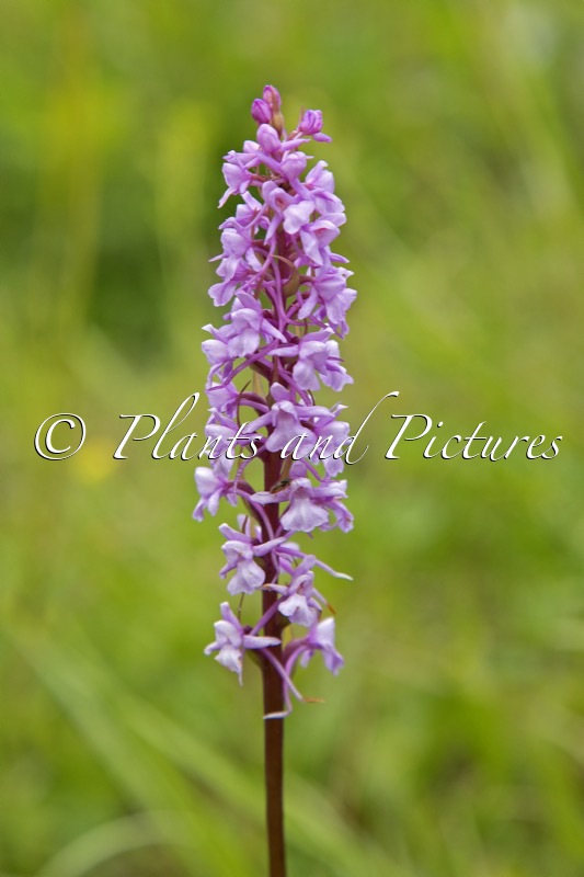Gymnadenia conopsea