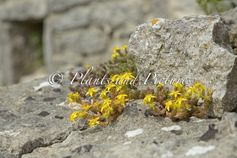 Sedum acre