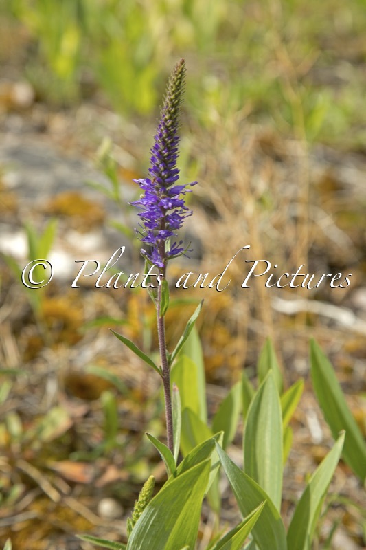Veronica spicata