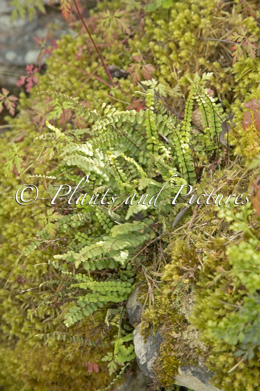 Asplenium trichomanes