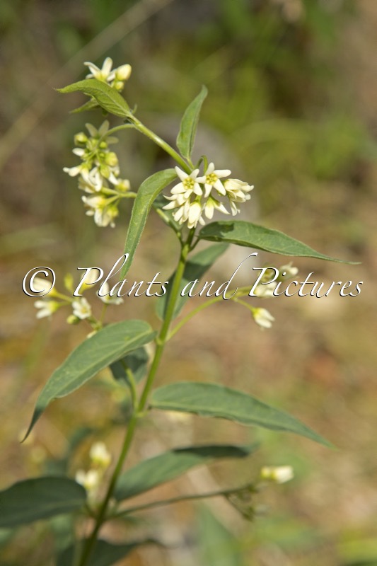 Vincetoxicum hirundinaria