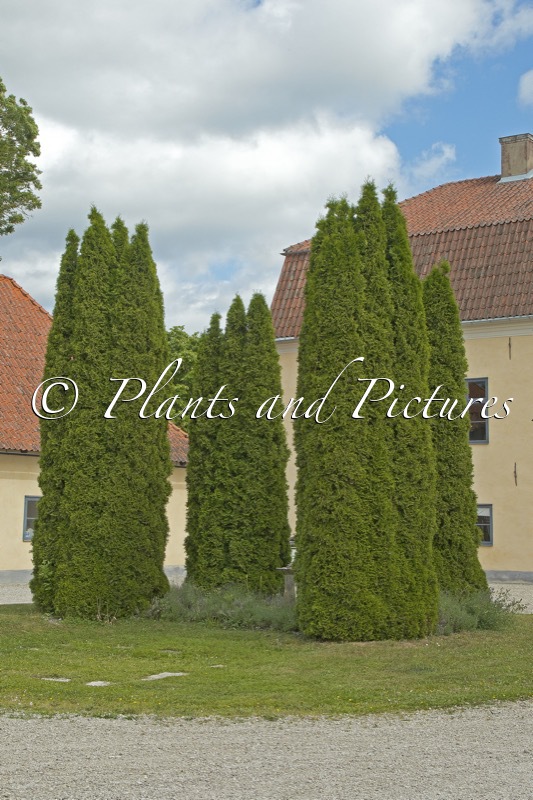 Thuja occidentalis ‘Smaragd’