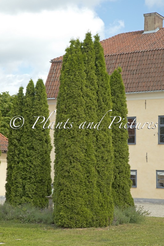 Thuja occidentalis ‘Smaragd’