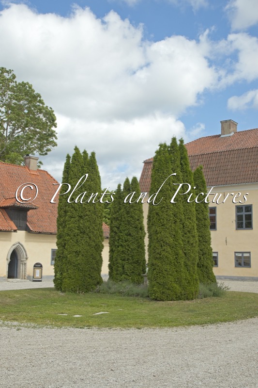 Thuja occidentalis ‘Smaragd’