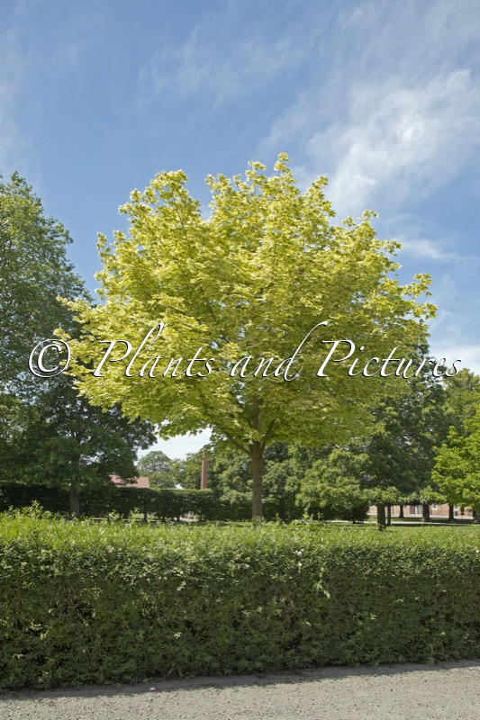 Acer platanoides ‘Drummondii’