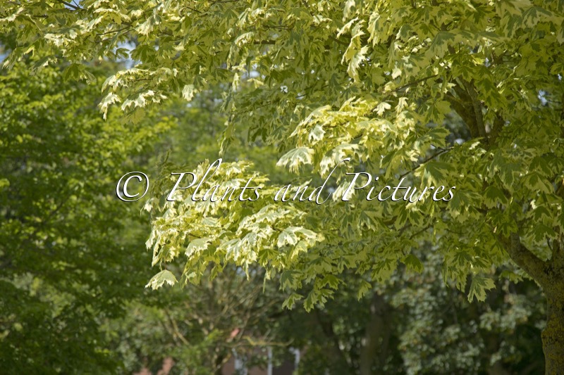 Acer platanoides ‘Drummondii’