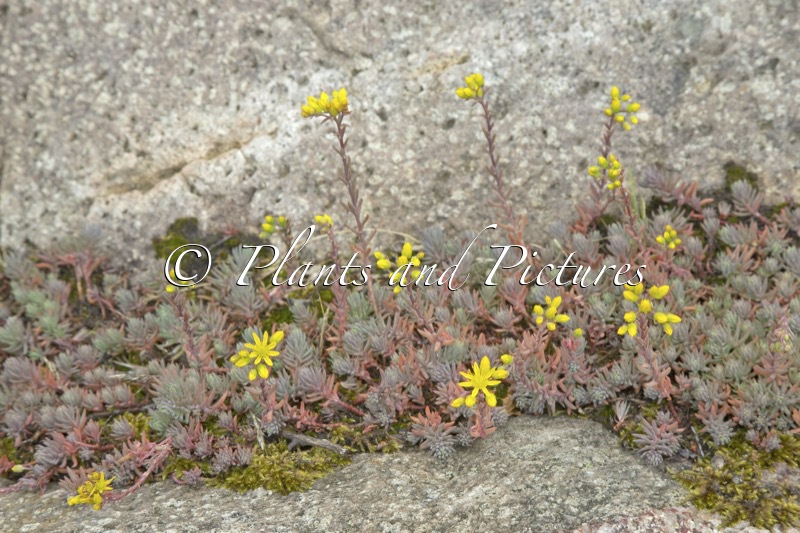 Sedum reflexum