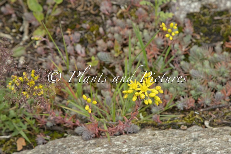 Sedum reflexum