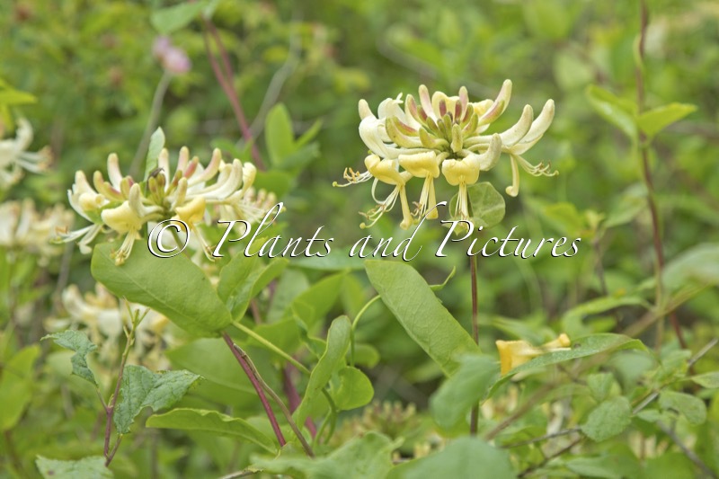 Lonicera caprifolium