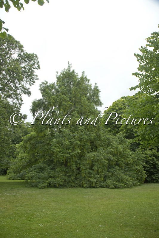 Pterocarya fraxinifolia