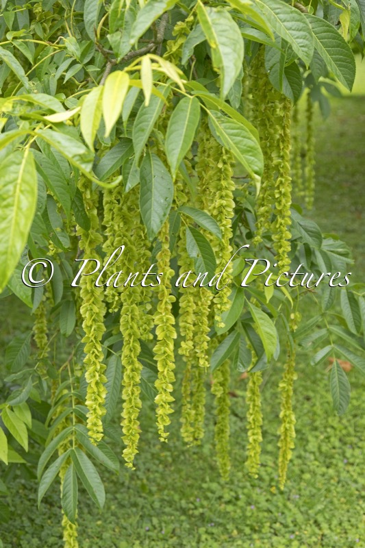 Pterocarya fraxinifolia