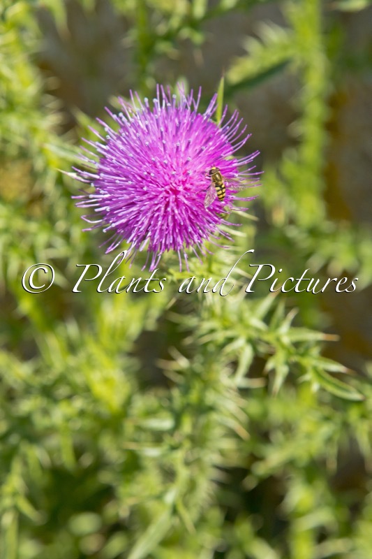 Cirsium vulgare