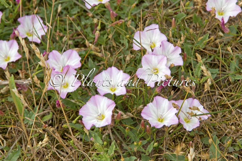 Convolvulus arvensis