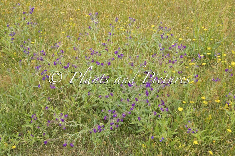Anchusa officinalis