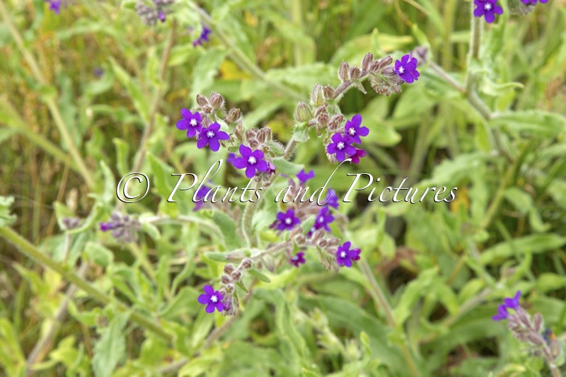 Anchusa officinalis