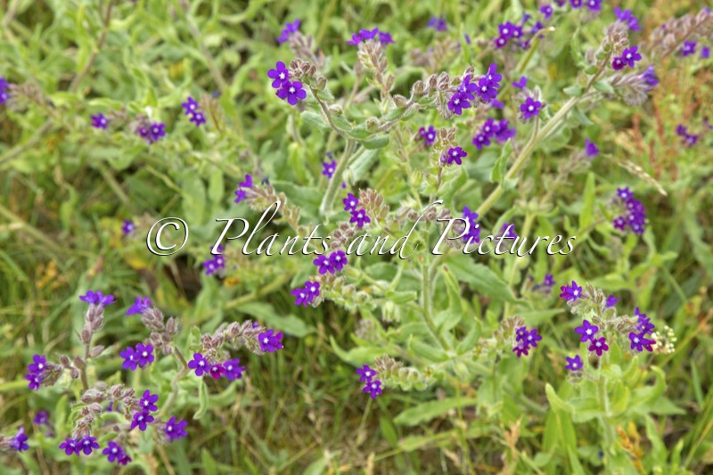 Anchusa officinalis