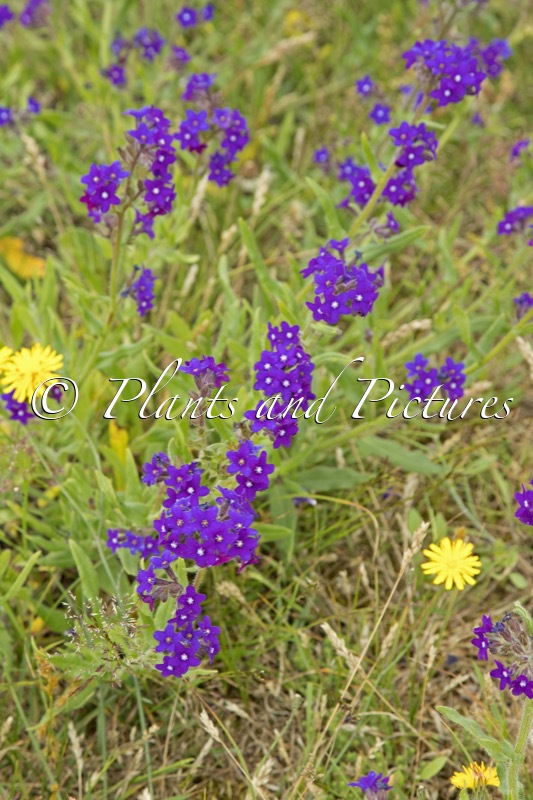 Anchusa officinalis