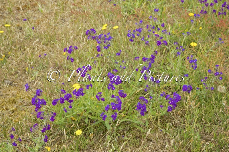 Anchusa officinalis