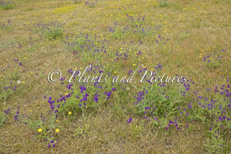 Anchusa officinalis