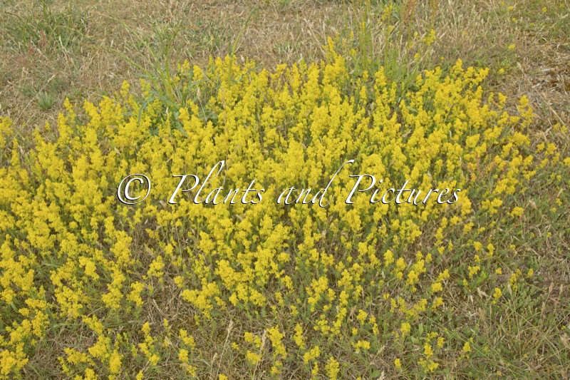 Galium verum