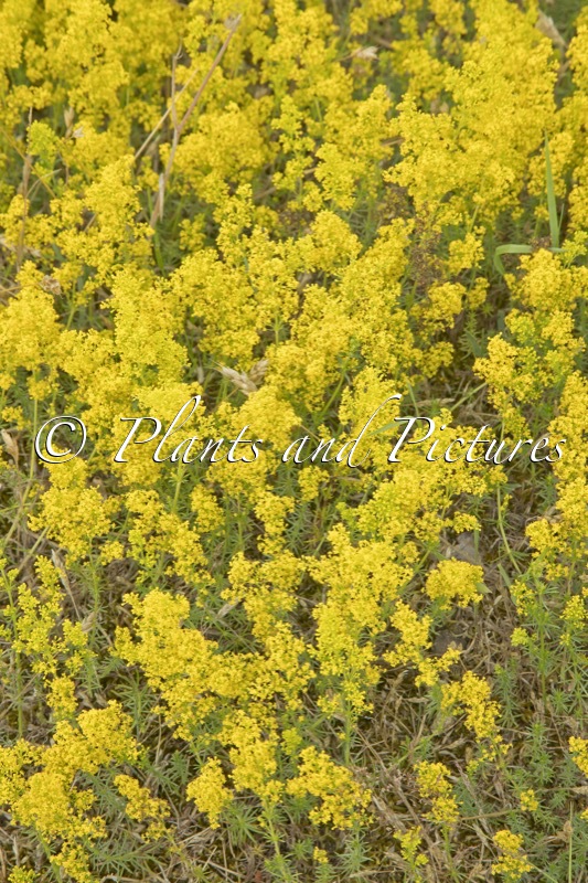 Galium verum