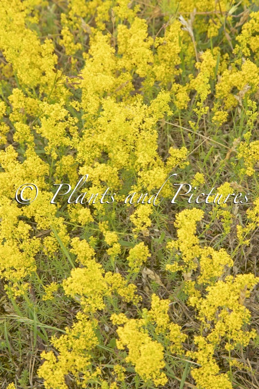 Galium verum