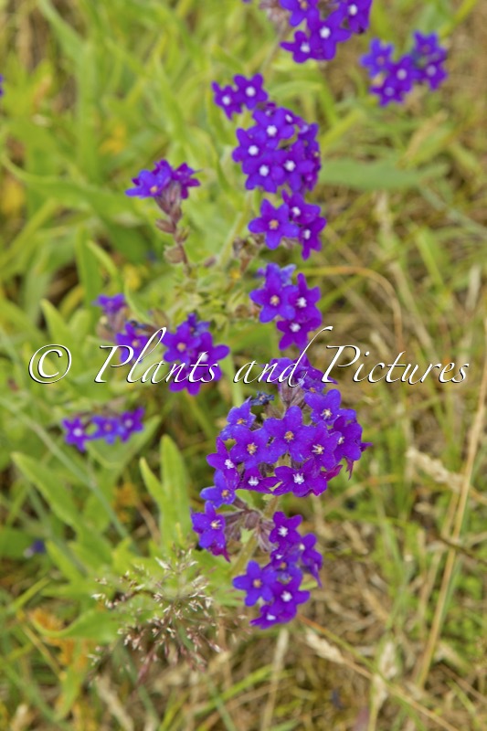 Anchusa officinalis