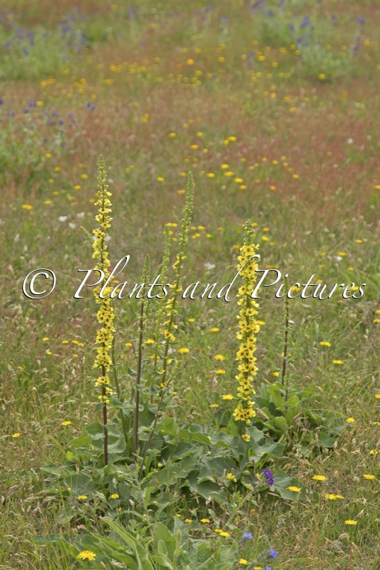 Verbascum nigrum