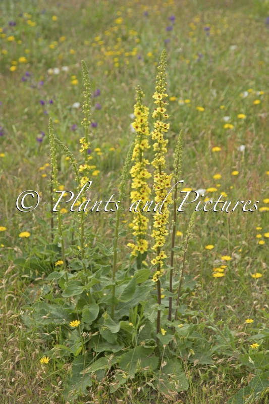 Verbascum nigrum