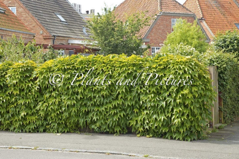 Parthenocissus trcuspidata