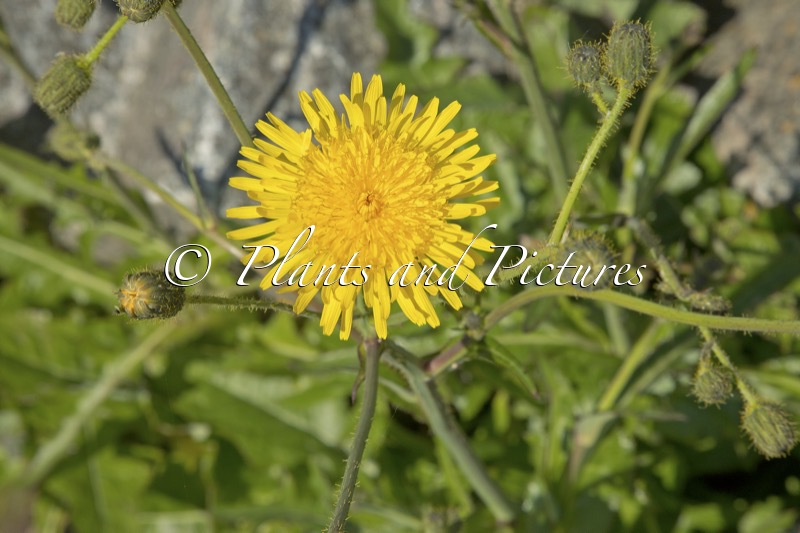 Crepis foetida