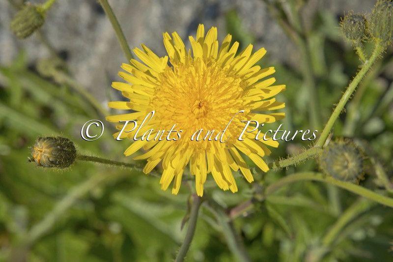 Crepis foetida