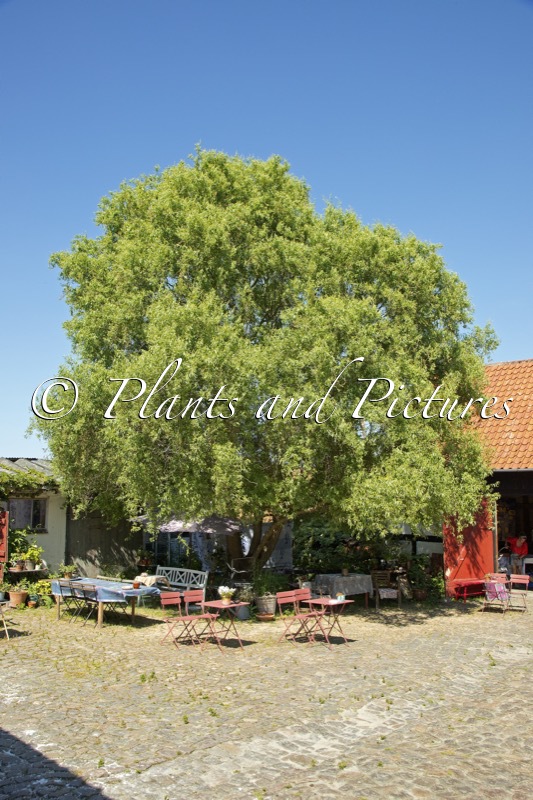 Salix babylonica ‘Crispa’