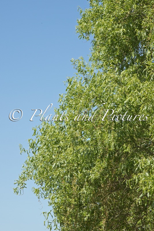 Salix babylonica ‘Crispa’