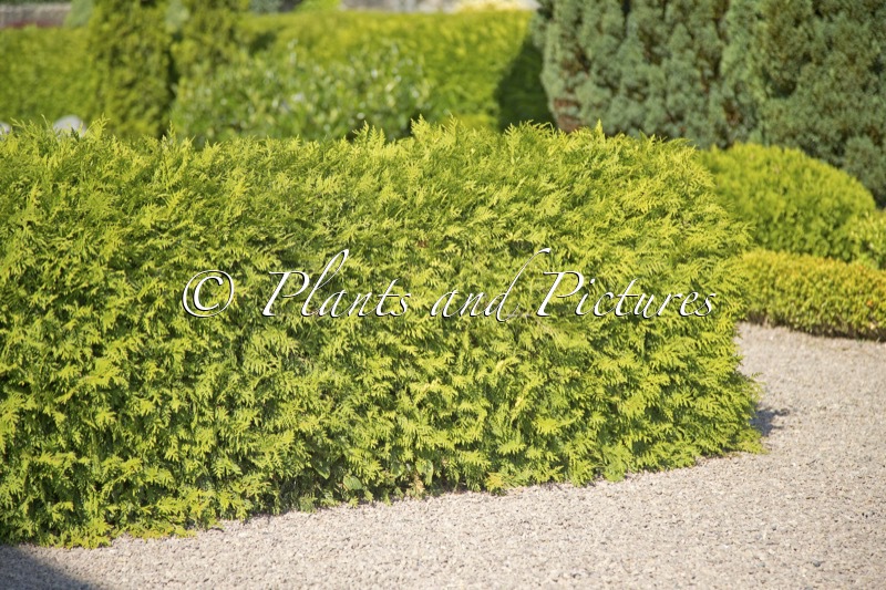 Thuja occidentalis ‘Danica’