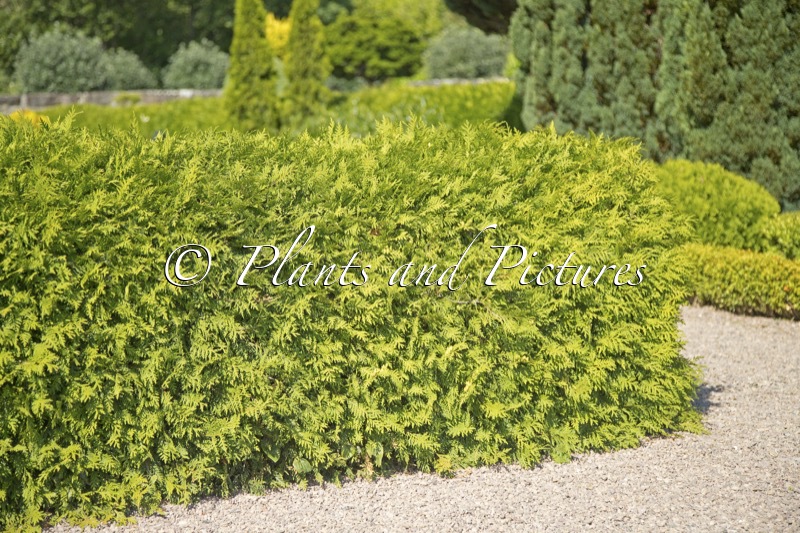 Thuja occidentalis ‘Danica’