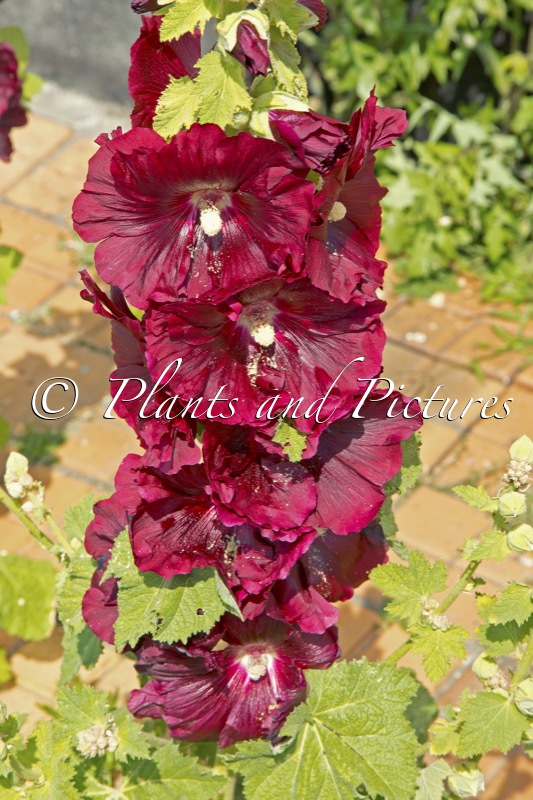 Alcea rosea