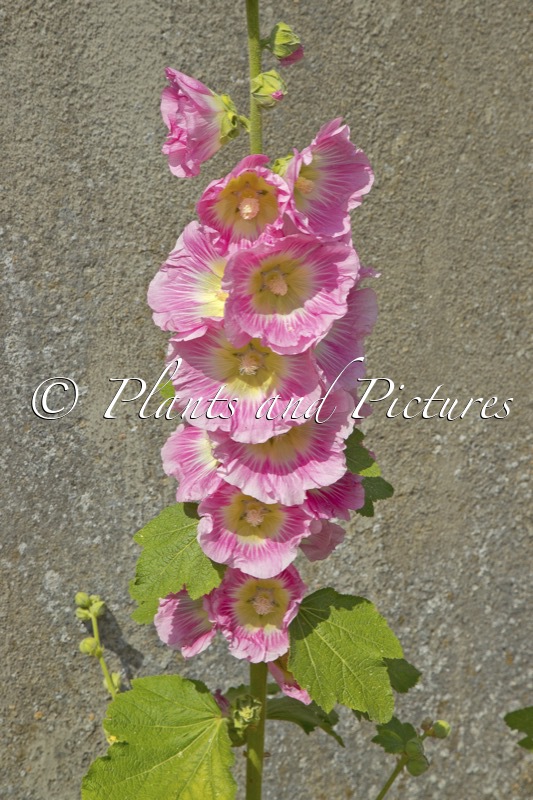 Alcea rosea