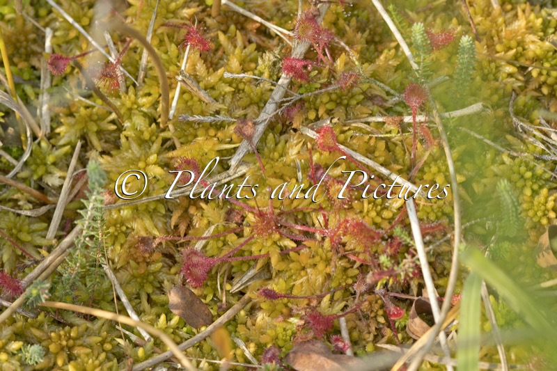 Drosera rotundifolia