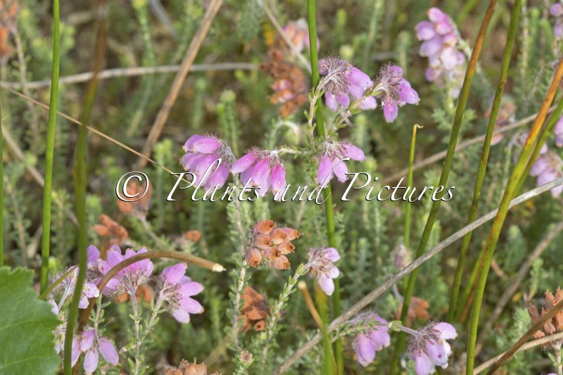 Erica tetralix