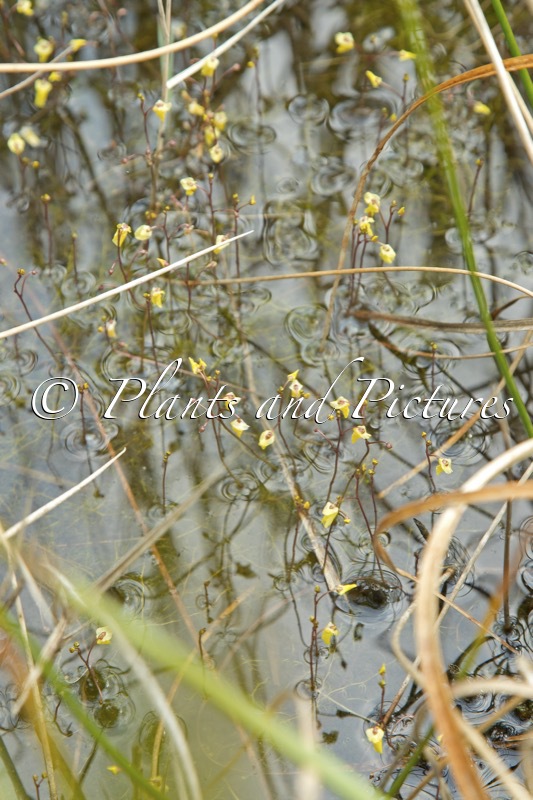 Utricularia minor