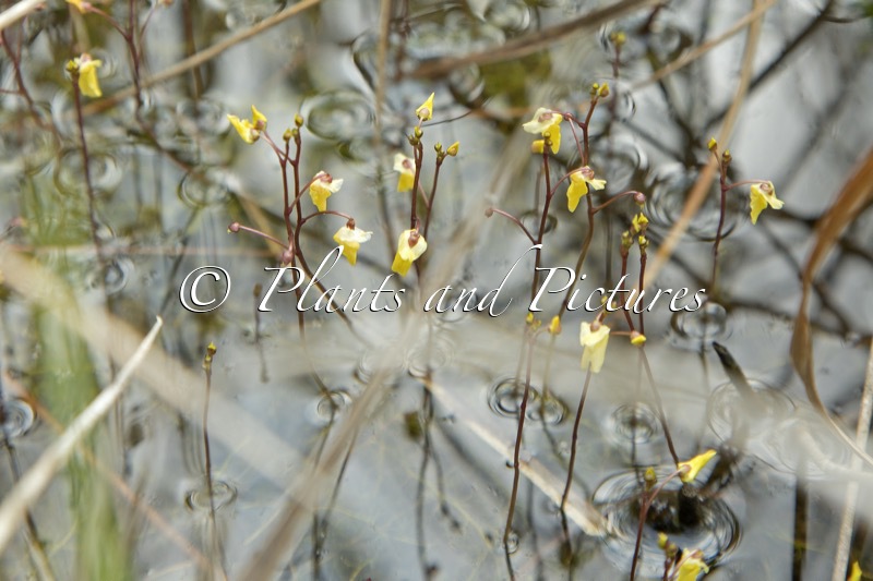 Utricularia minor