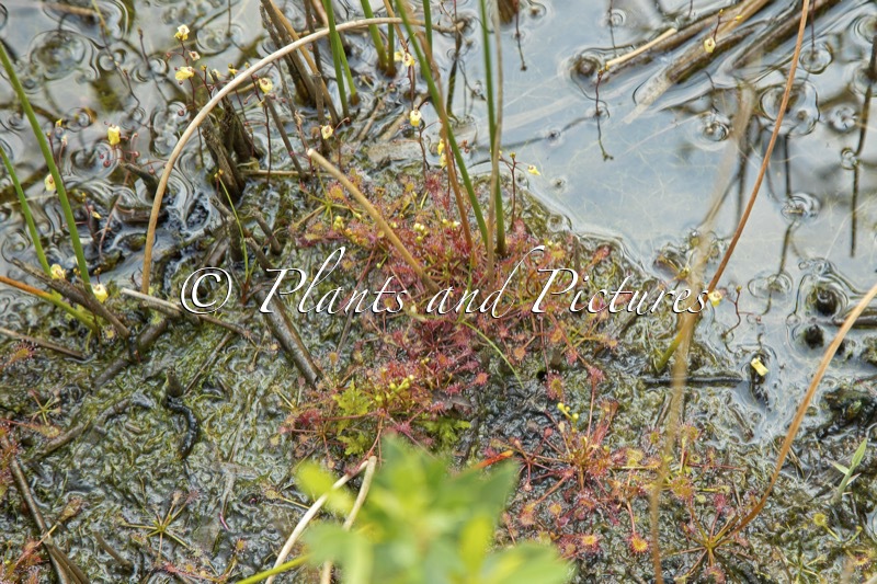 Drosera intermedia